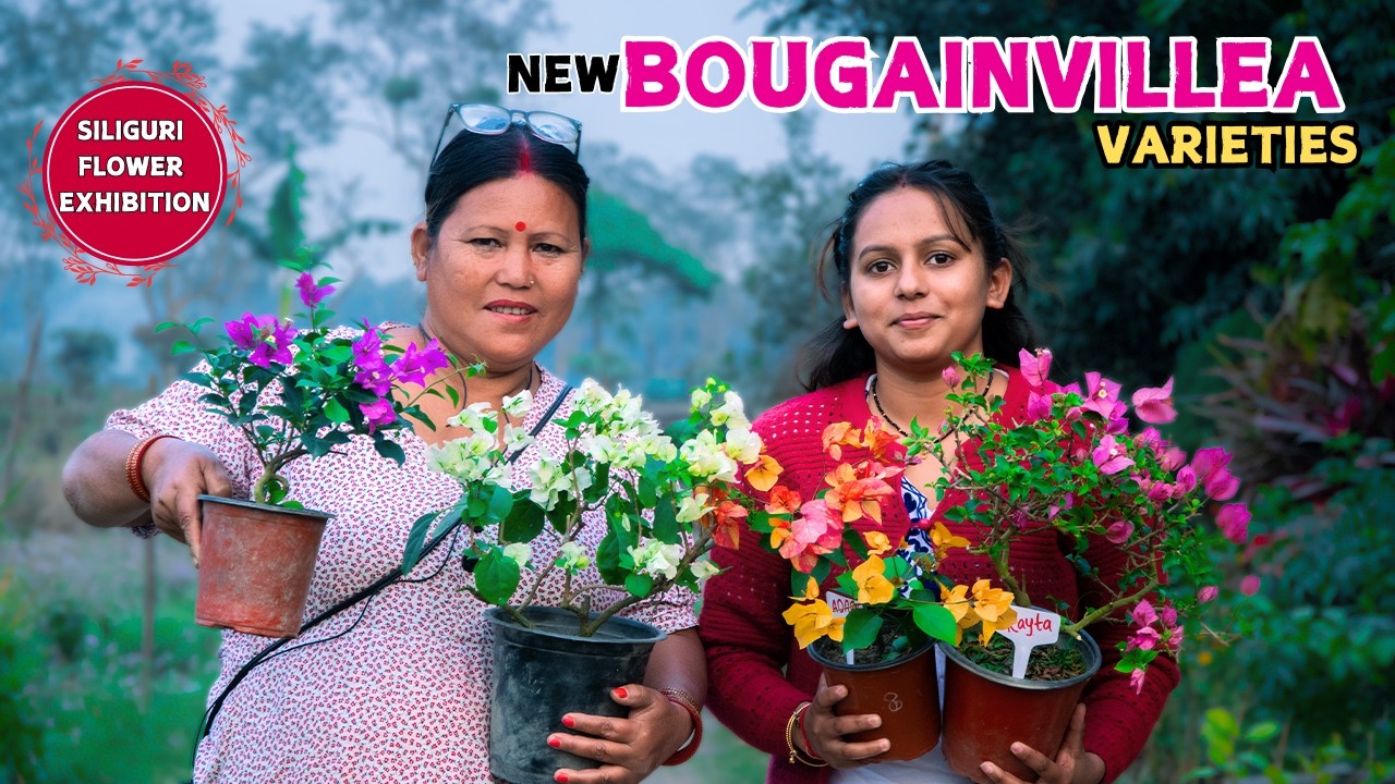 I Found The Most Stunning and Rare Bougainvillea Varieties At Siliguri Exhibition | Must-See Colors