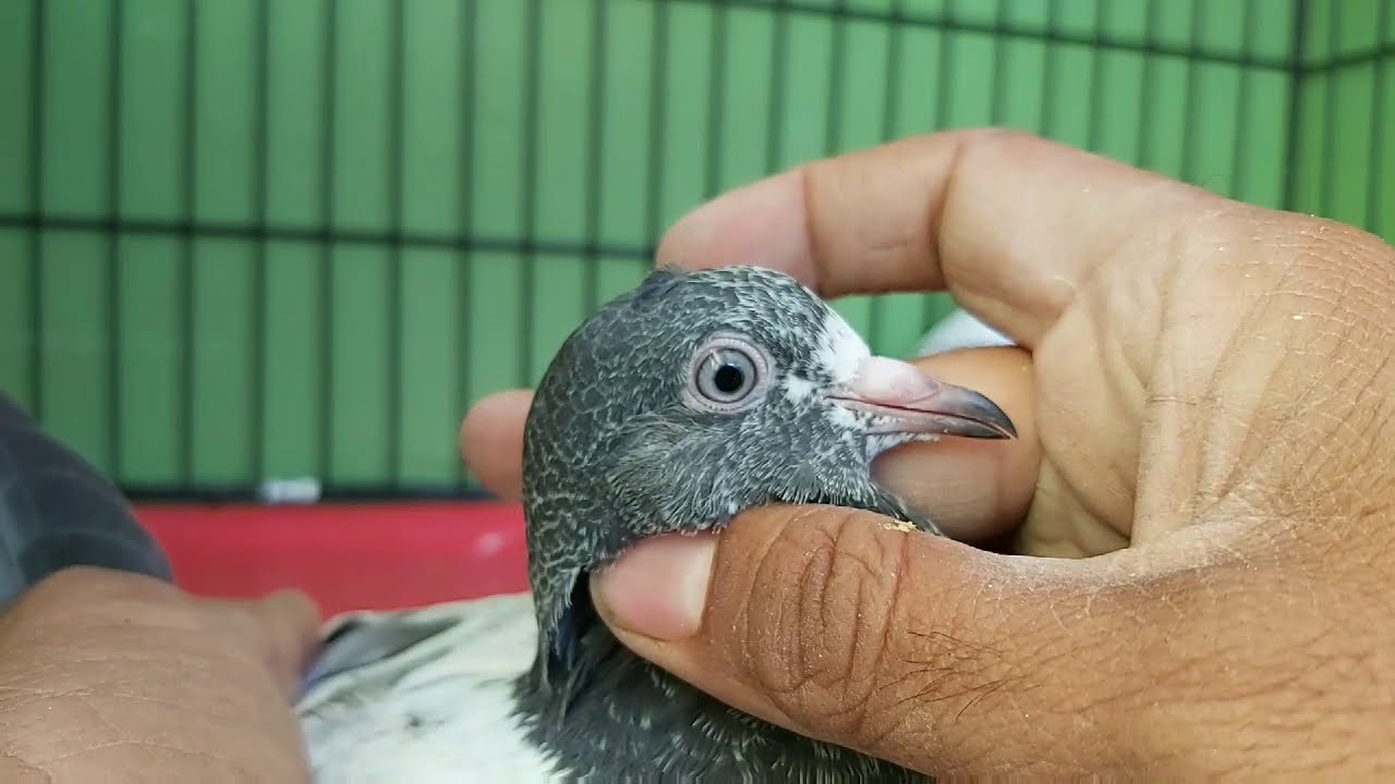 Teddy/Tedy /Kabutar/Pigeon/Azherkhan.