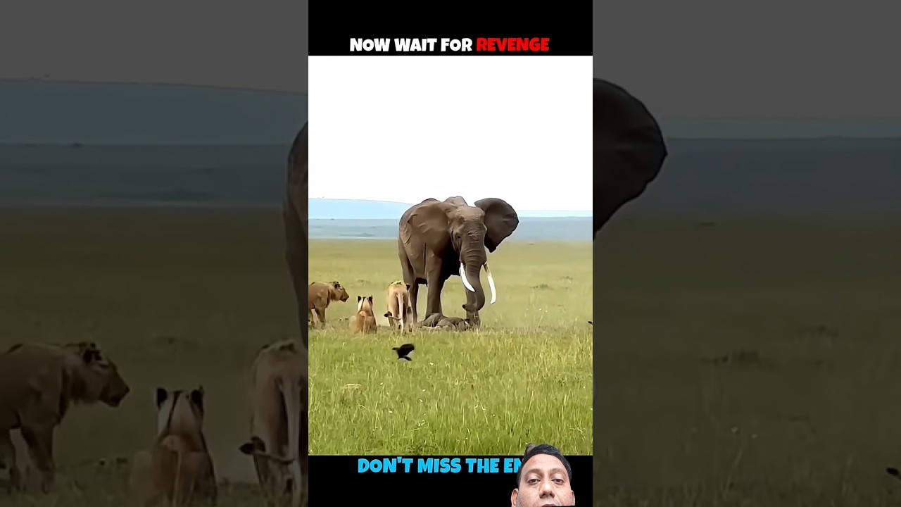 mother elephant the revenge 