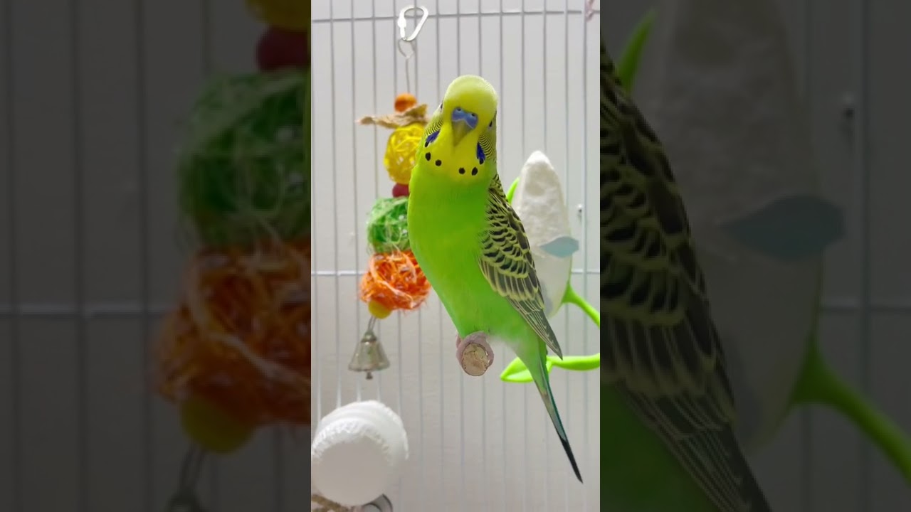Cute budgie sounds 🥰💚💛 #budgies #parakeet #budgiesounds #birdlovers