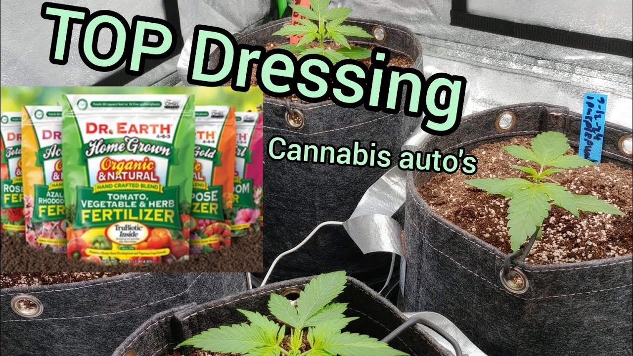 Top Dressing with Dr. Earth Dry amendments for autos cannabis. Road to a Pound Grow series episode 4