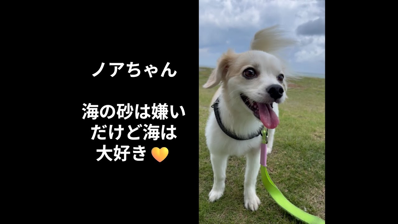 #12　犬旅！プライベートヴィラAMIRU千葉一宮を訪問！