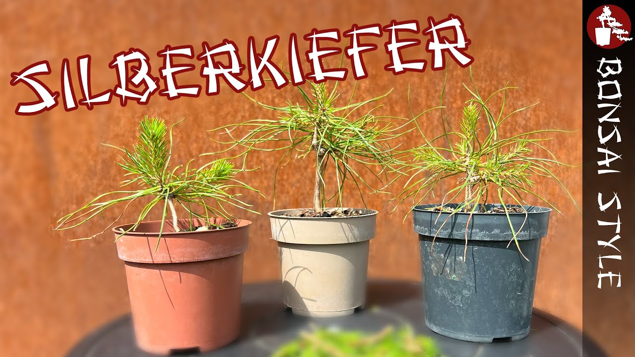 Start von Bonsai mit jungem Material | #079 Bonsai Style
