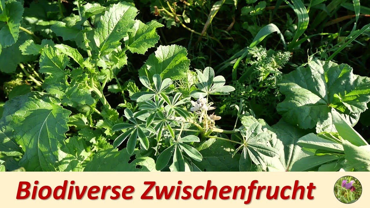 Biodiverse Zwischenfrucht im November