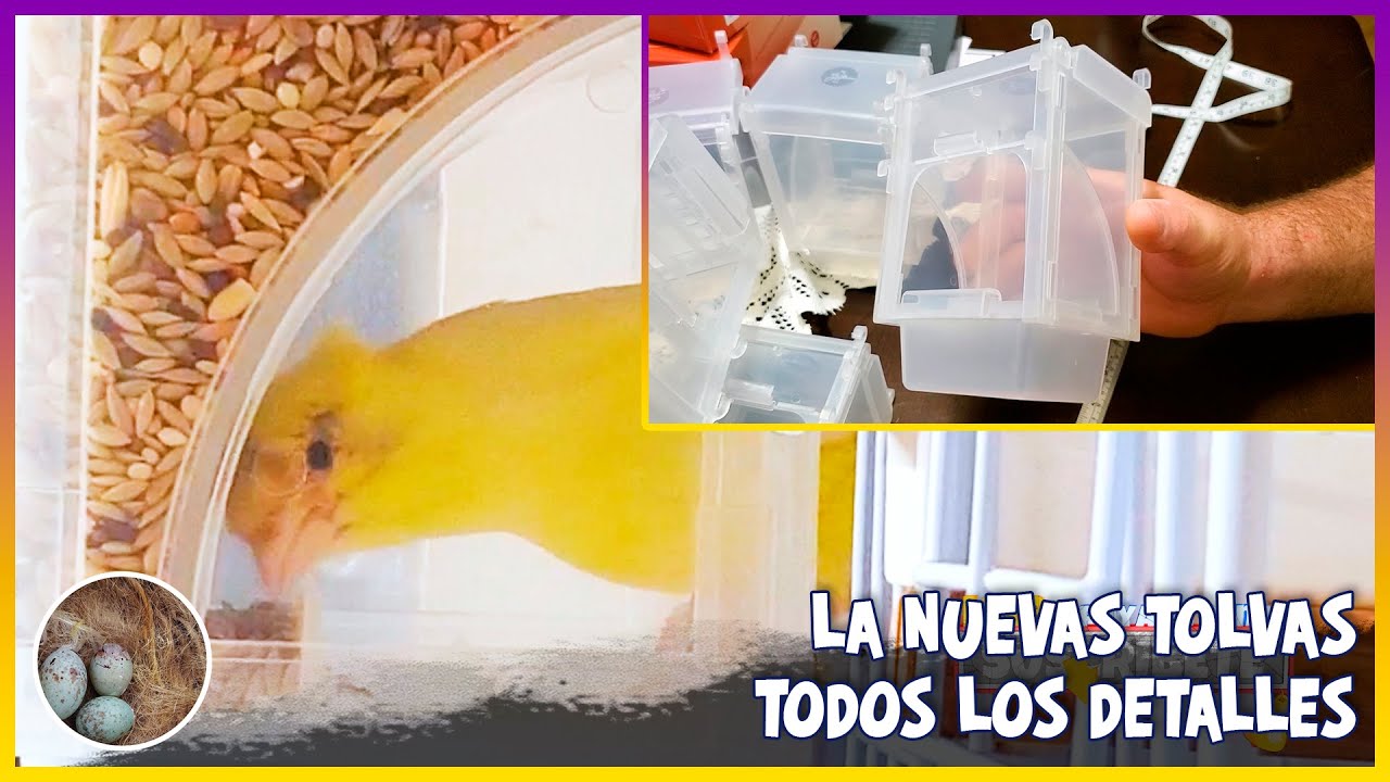 LAS NUEVAS TOLVAS todos LOS DETALLES🦜
