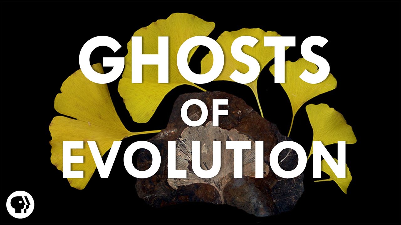 Ghosts of Evolution