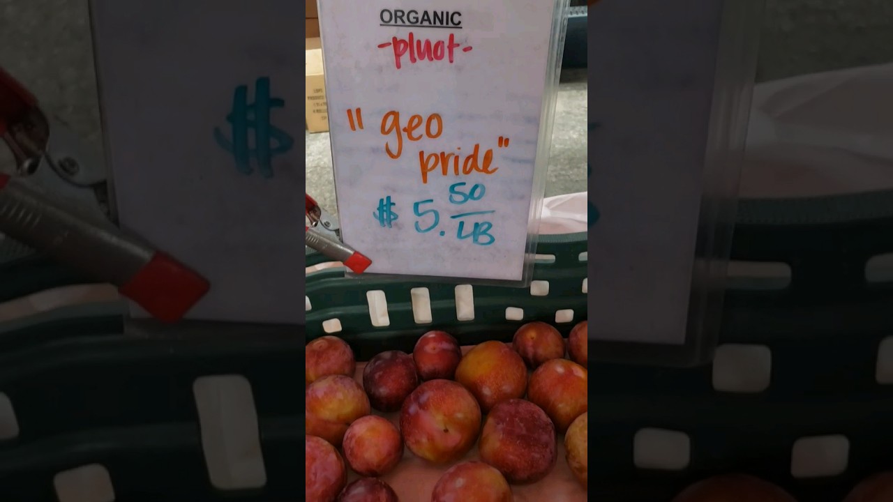 🍑 GEO PRIDE & EMERALD DROP PLUOTS 🍏 SANTA CRUZ, CA 8/2/23