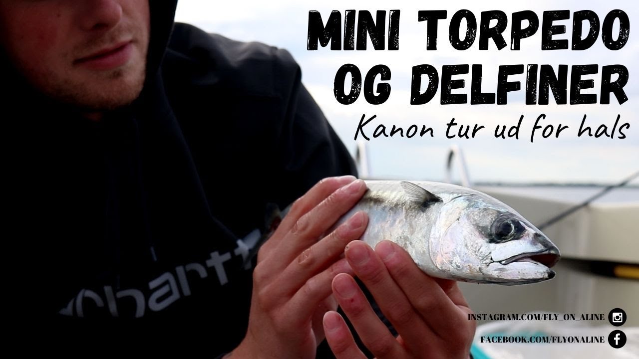 Mini Torpedo & Delfiner l ''KANON'' Makrel tur ud for Hals