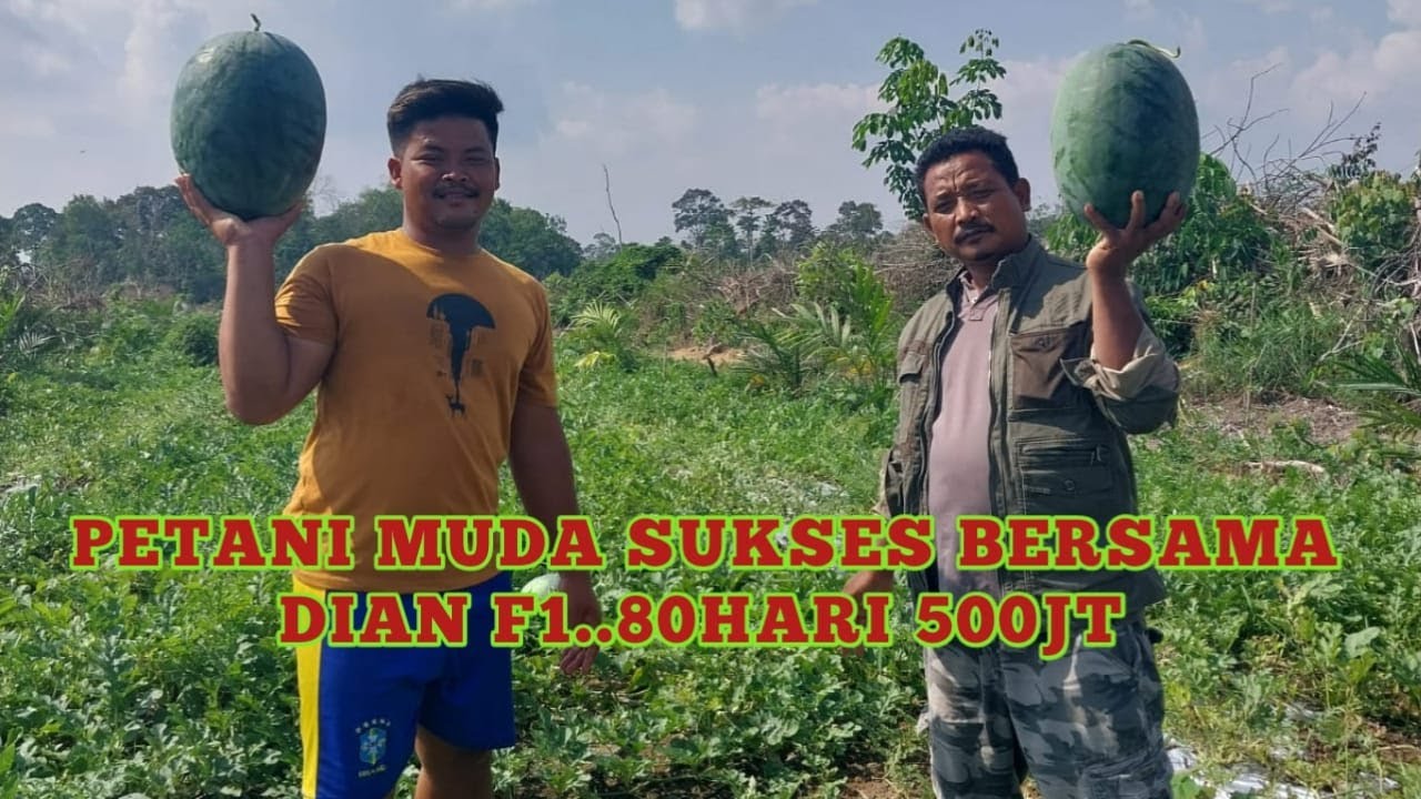 bibit semangka paling unggul