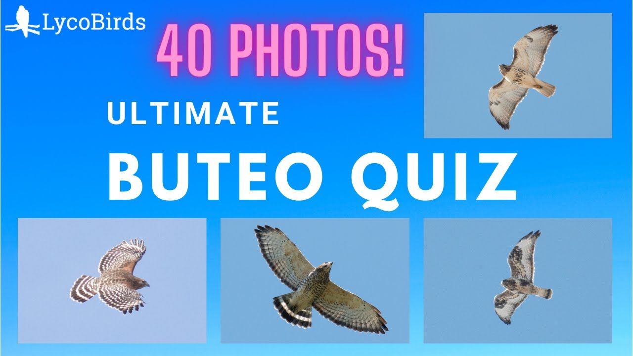Ultimate Buteo Hawk ID Quiz - Eastern US