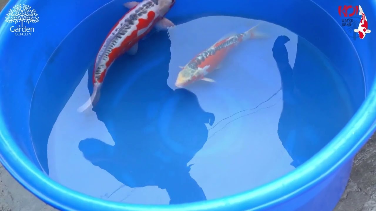 The Joy of Koi Appreciation with Koi Water Barn Dubai