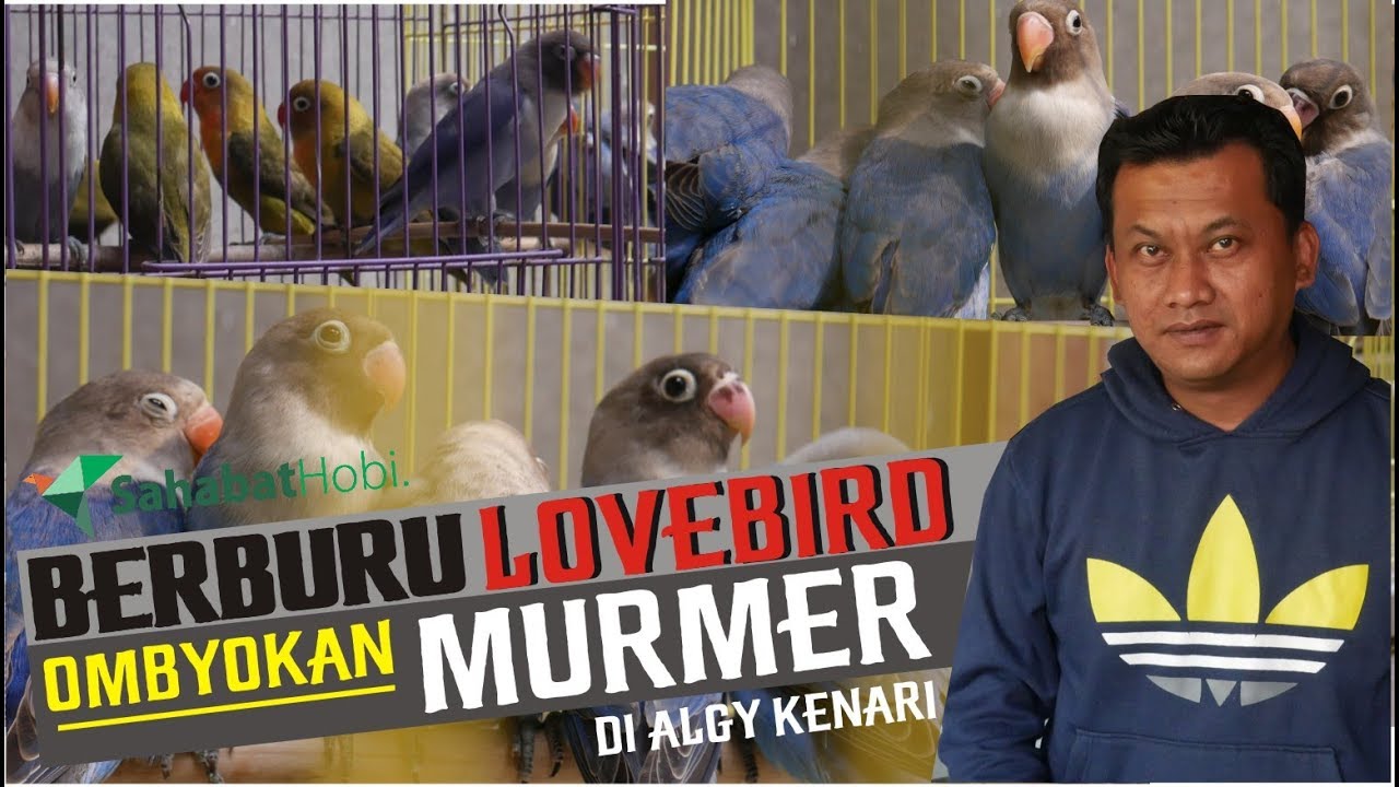 LOVEBIRD OMBYOKAN PROSPEK MURAH MERIAH DI ALGY LEMBANG!!! | CARA MEMILIH LOVEBIRD OMBYOKAN