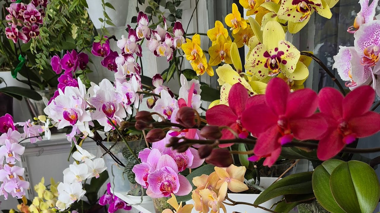 Шолом пам'яті💛💙.Моя колекція сьогодні - без прикрас#фаленопсиси#orchids#орхідеї