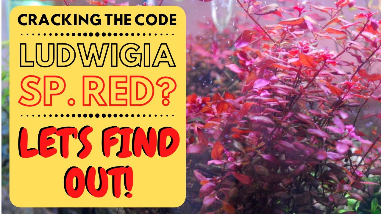 DIY Aquarium Plant Tissue Cultures - Ludwigia sp. Red