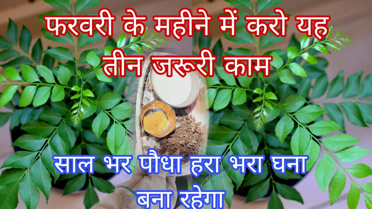 फरवरी महीने में कड़ी पत्ते में करें तीन जरूरी काम  🌿 🌿 curry leaf plant care मीठा नीम प्लांट केयर