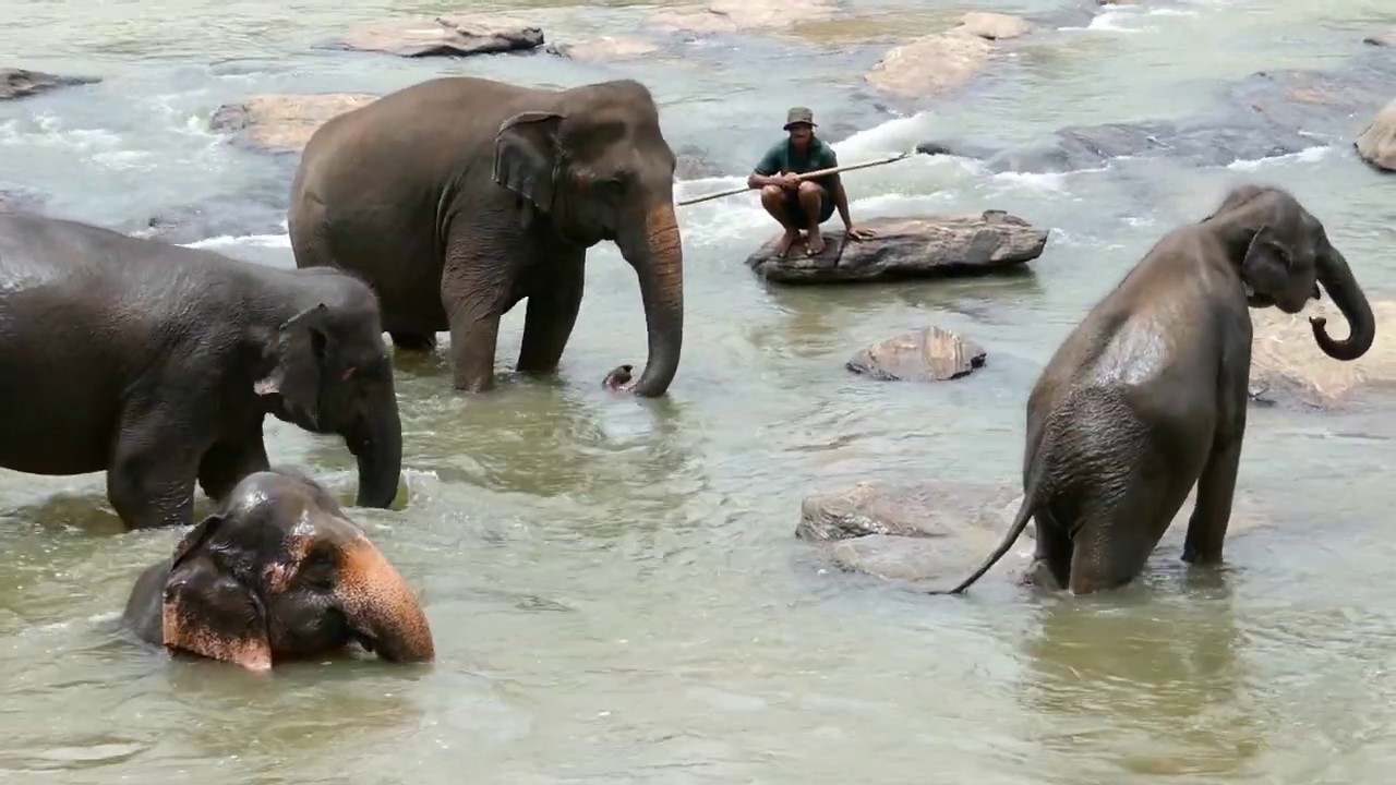 SRI LANKA | Pinnawala | Elephant bath in the Oya river