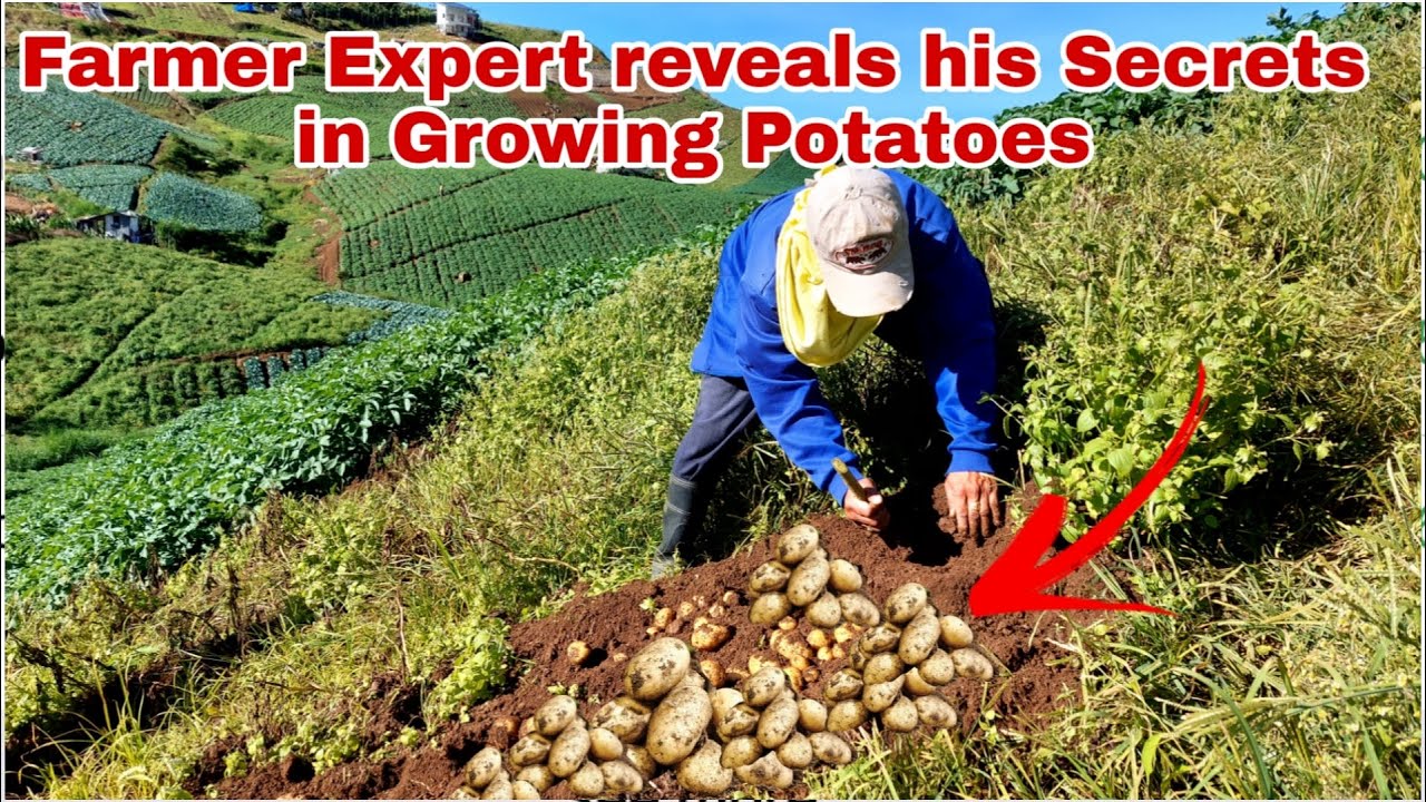 Paano Magtanim at Magpalaki ng Potato - Complete Farmer's Guide