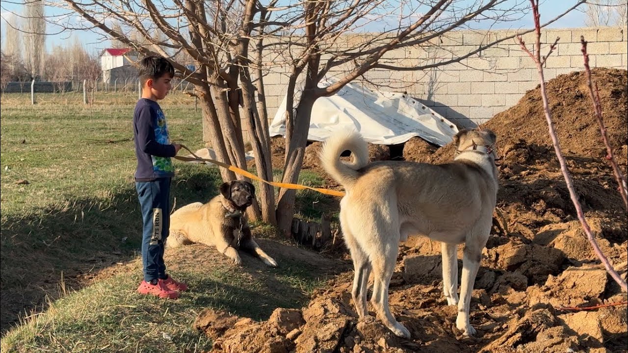 KUZULAR K&Uuml;PELENDİ-K&Ouml;PEKLERİ GEZDİRİYORUZ