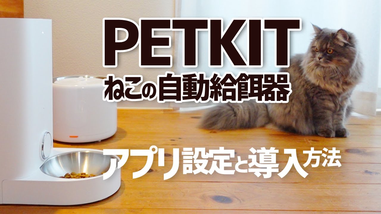 【PETKIT】ペットキット 自動給餌器 アプリ設定と導入方法【スコティッシュフォールド】