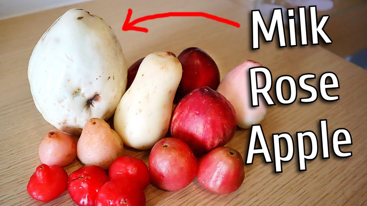 I found some very unique Rose Apples - MILK ROSE APPLE (Jambu susu)