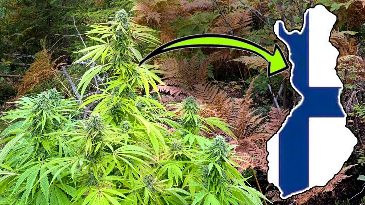 Cannabis Grow in Forest | Finland