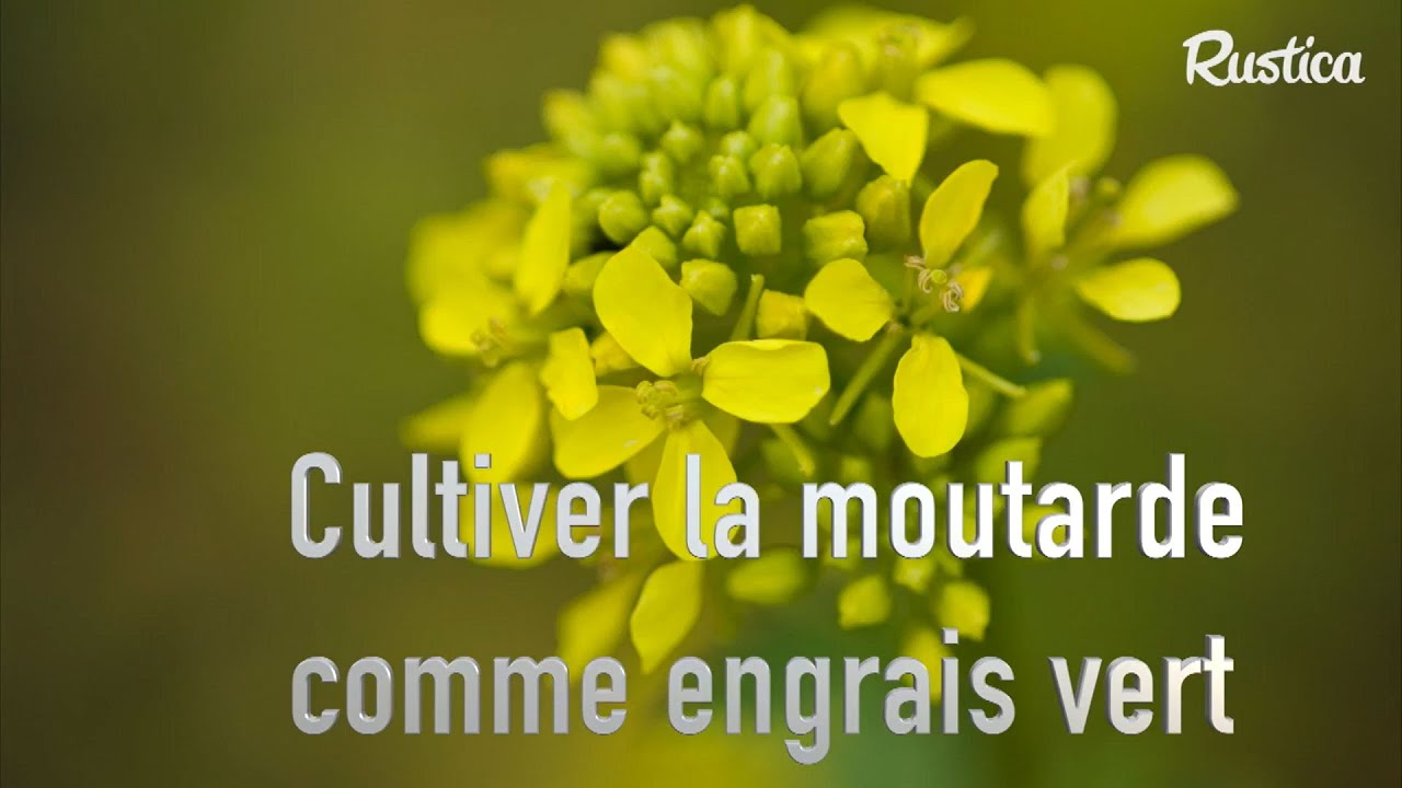 Engrais vert : pourquoi semer de la moutarde