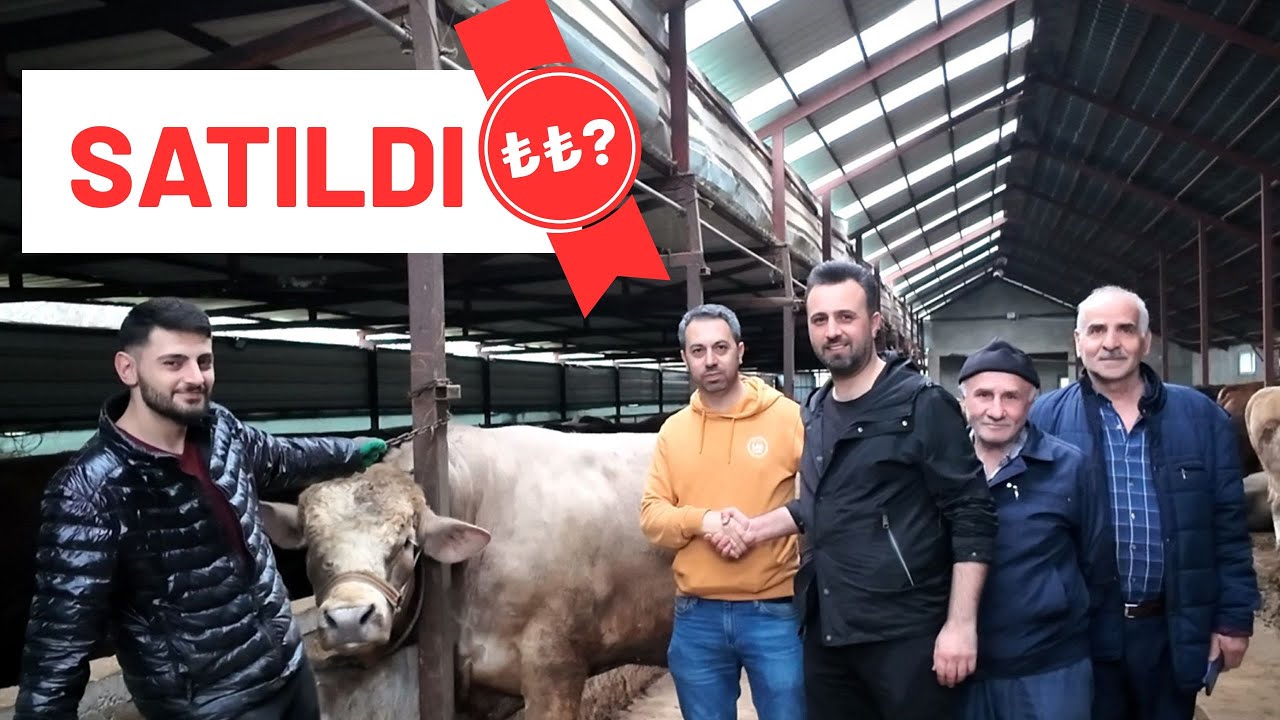 KURBANLIK DANA PAZARLIĞI / BÜYÜK DANA SATILDI 290.000 / 2025