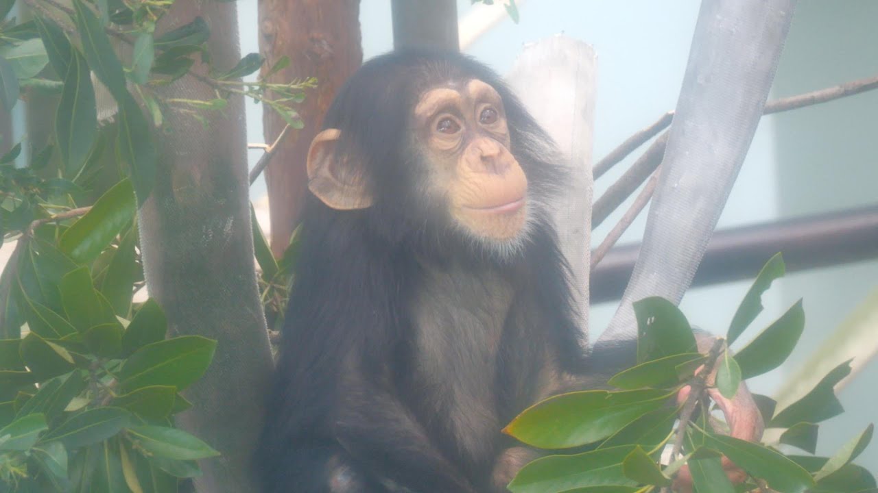 １歳９か月、レンのベッドづくり（Ren is 1 year and 9 months old and is making his bed.）　熊本市動植物園　チンパンジー　202312