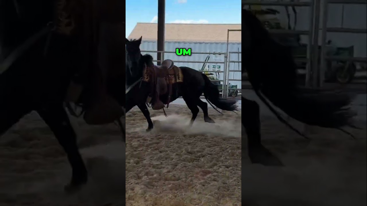 Training a Young Horse: From Pushy to Polished