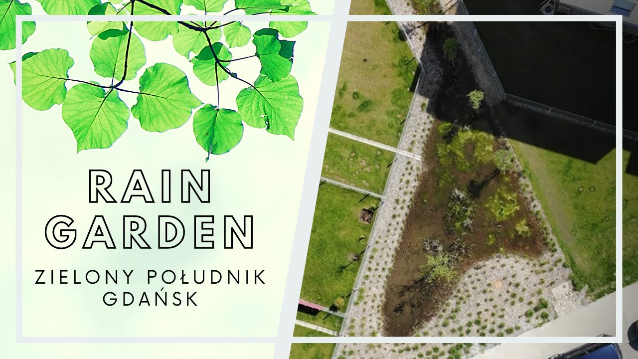 RAIN GARDEN - ZIELONY POŁUDNIK GDAŃSK