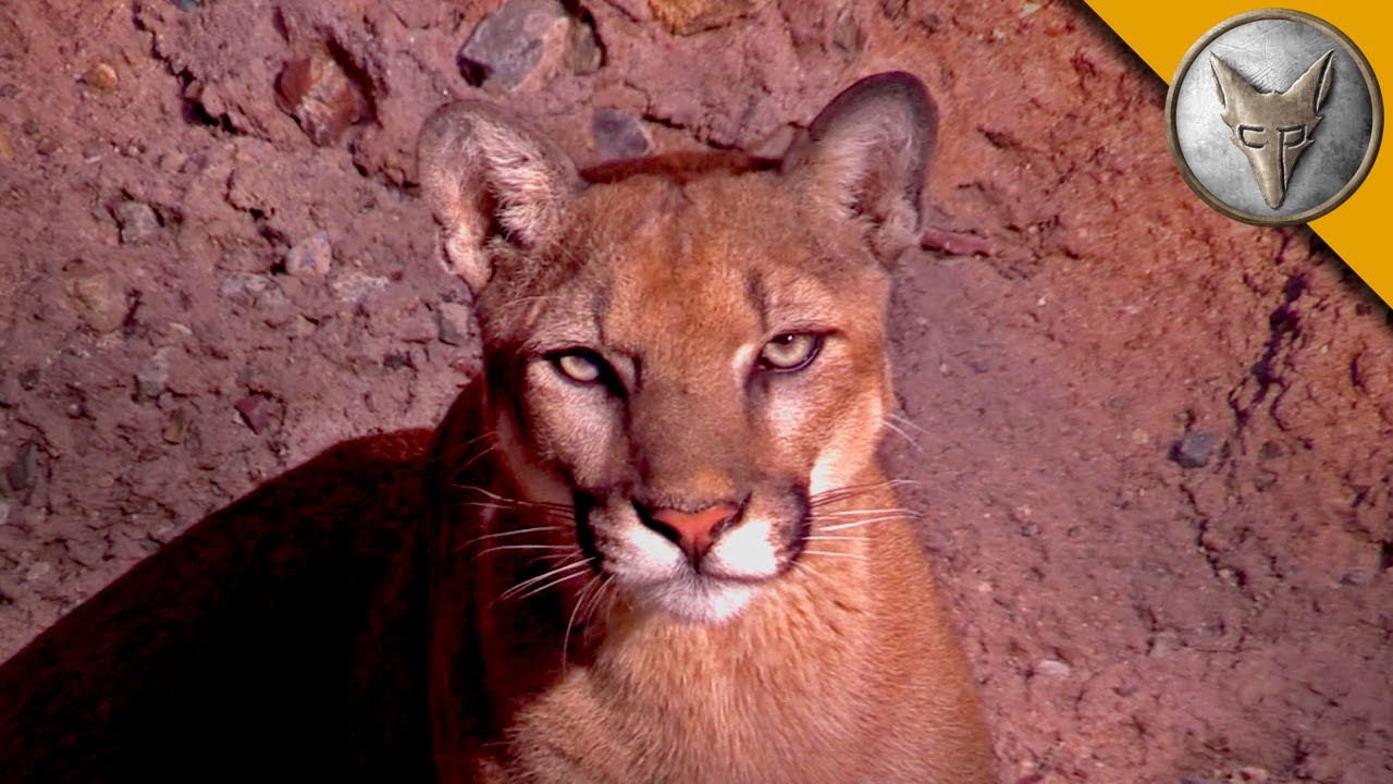 A Day at the Arizona Sonora Desert Museum!