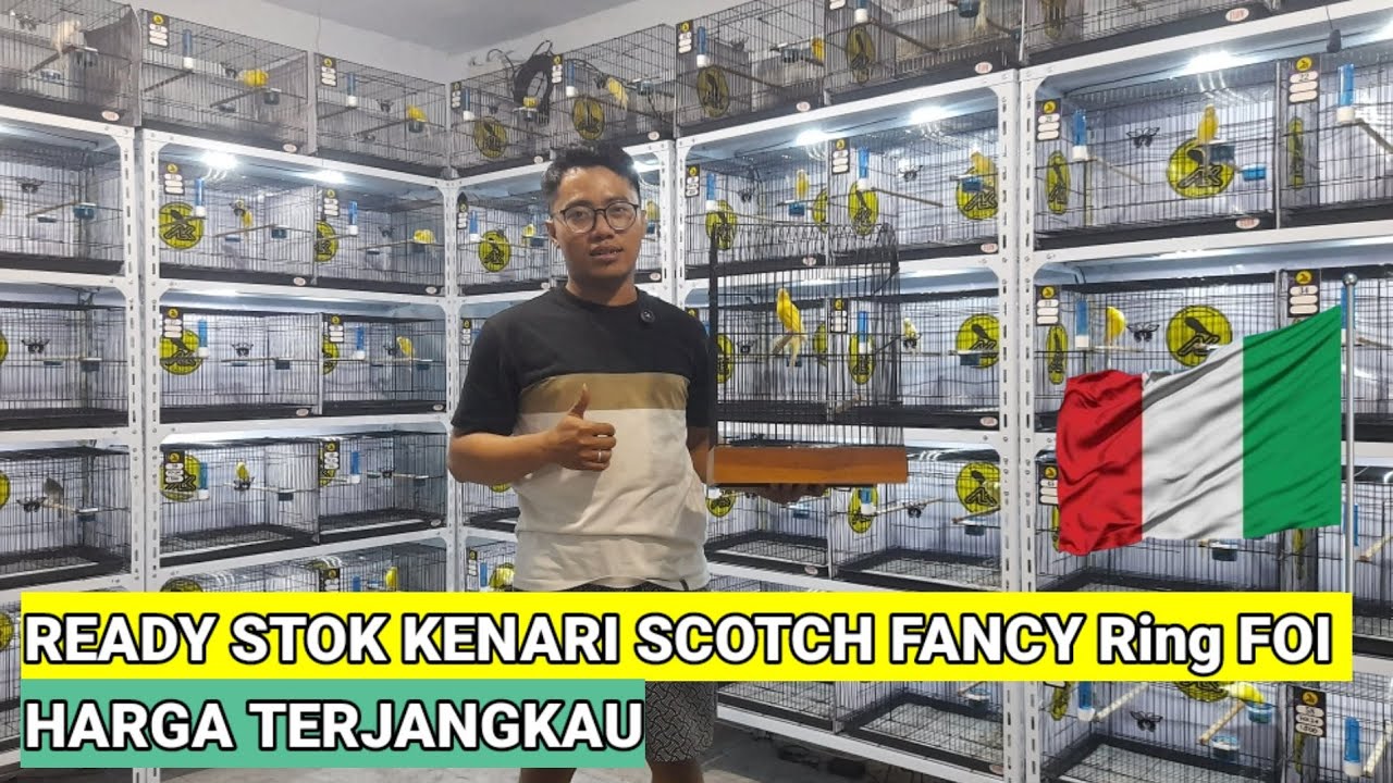 TOTAL 200 EKOR Scotch Fancy ring FOI ITALY,HARGA TERJANGKAU #kenarigacor #kenarisf #kenari