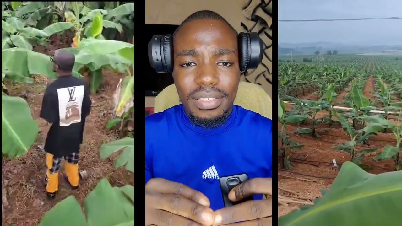 Million-Naira Banana and Plantain Farming: Step-by-Step Practical Guide