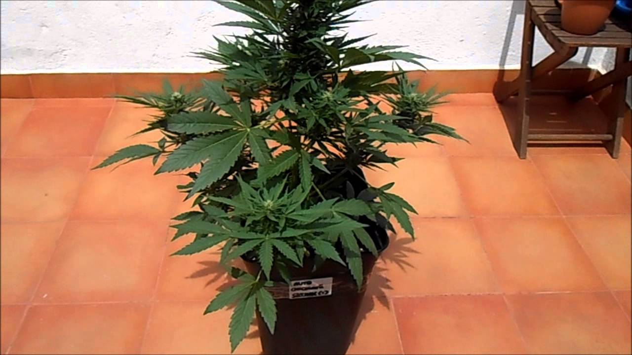 AUTO CHOCOLATE SKUNK (FLOWERING / FLORACI&Oacute;N) #00 SEEDS