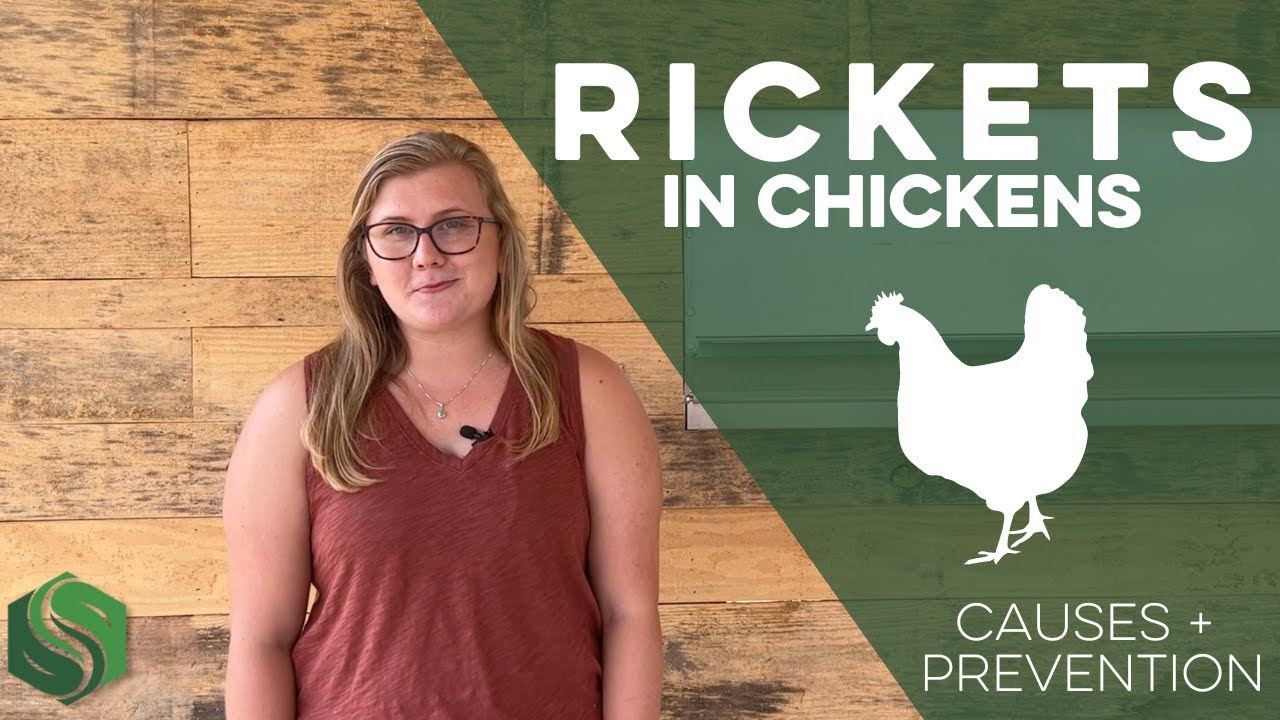 Rickets in Chickens- Causes and Prevention