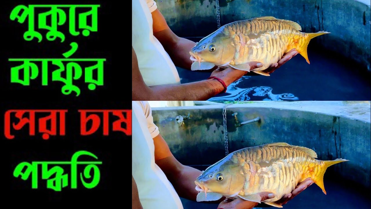 কার্ফু মাছ চাষ করুন এবং কিনুন ✆ মোবাইল 01339964878 