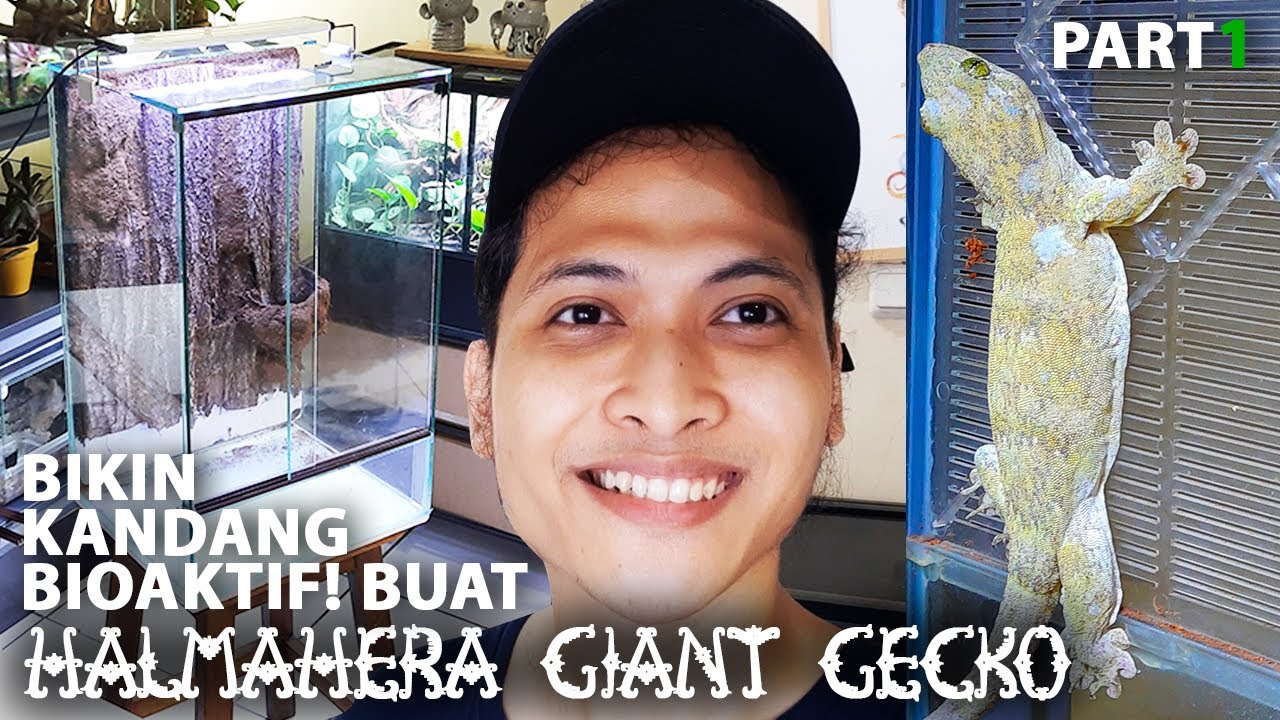 Bikin Kandang Bioaktif buat Si cicak Raksaksa! Halmahera Giant Gecko Part 1