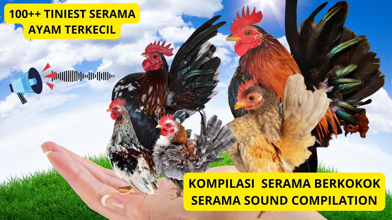 100+ KOMPILASI Ayam Serama Terkecil di Dunia Berkokok! 🐔✨