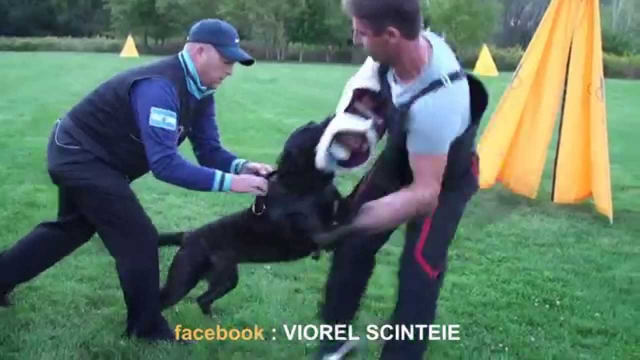 Schutzhund seminar USA   with Viorel Scinteie august 2015 !!!