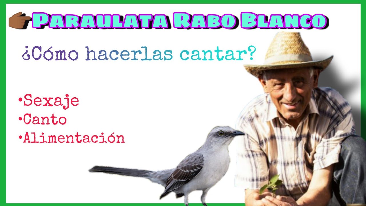 El Cenzontle y su canto  Paraulata Llanera Sinsonte SECRETOS revelados
