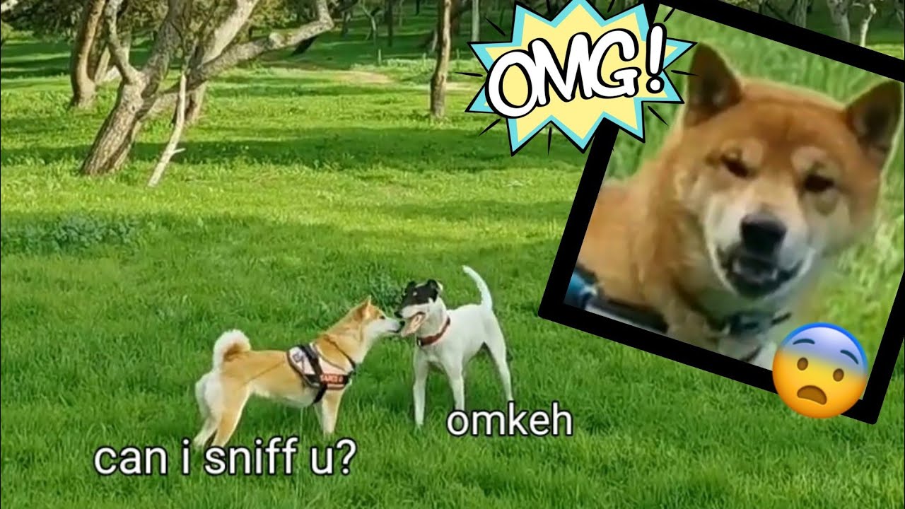 Suki met another dog... Shiro didn't like it!