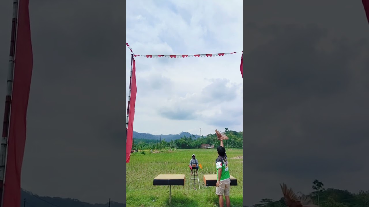 🔥  BABAK UTAMA 5 SISA BURUNG 11 #LINTAS UTARA 