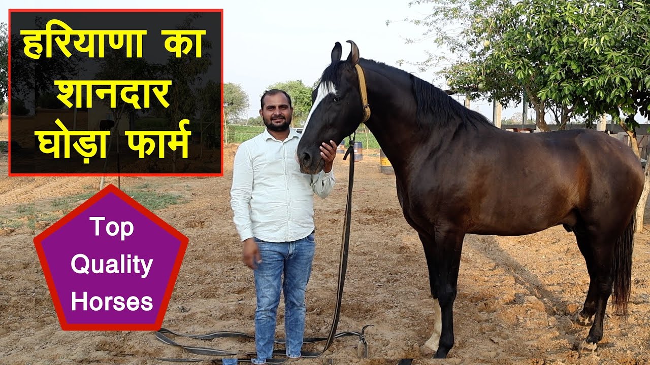 ऐसा घोड़ा फार्म नहीं देखा होगा, टाॅप क्वालिटी के घोड़े | Tau Stud Farm | Marwari Horse ||