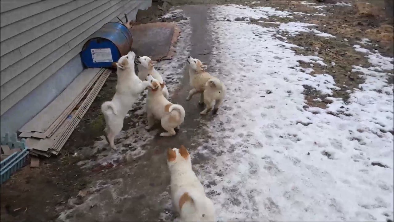 West Siberian Laikas puppy testing BC Canada Łajki zachodniosyberyjskie sprawdzanie szczeniak&oacute;w