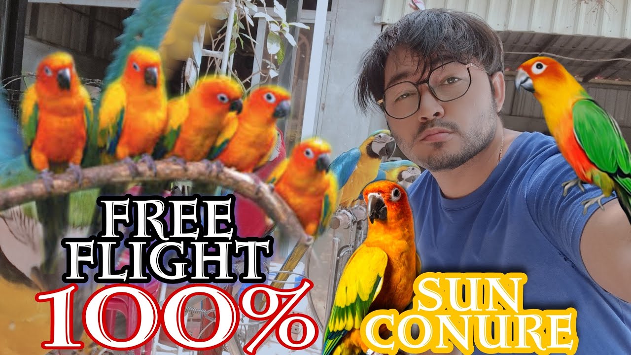 #រៀនបង្ហោះសេក #freeflight how to train sun #conure free flight full parts