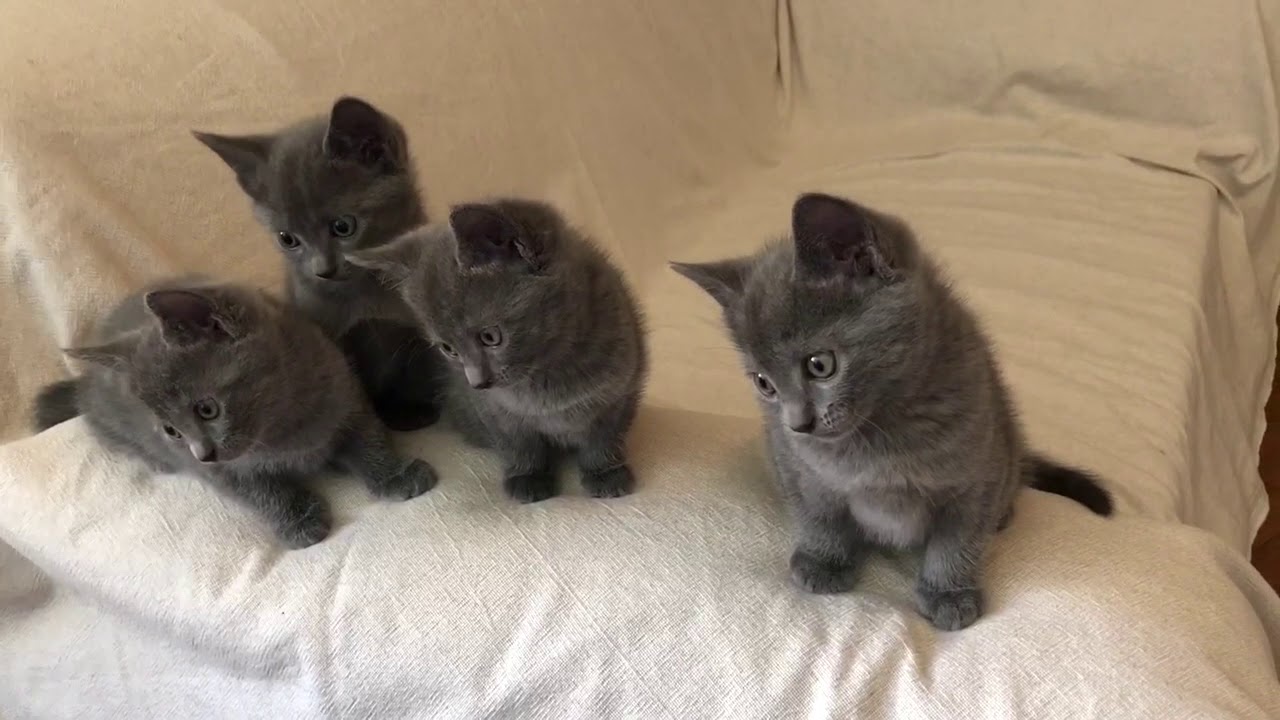 Cuccioli Certosino maschi femmine in vendita video 2