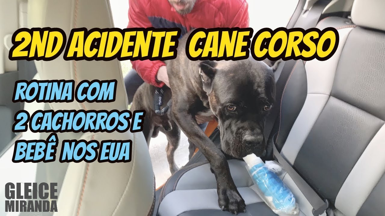 2º ACIDENTE CANE CORSO / ROTINA COM 2 CACHORROS E BEBÊ NOS EUA!