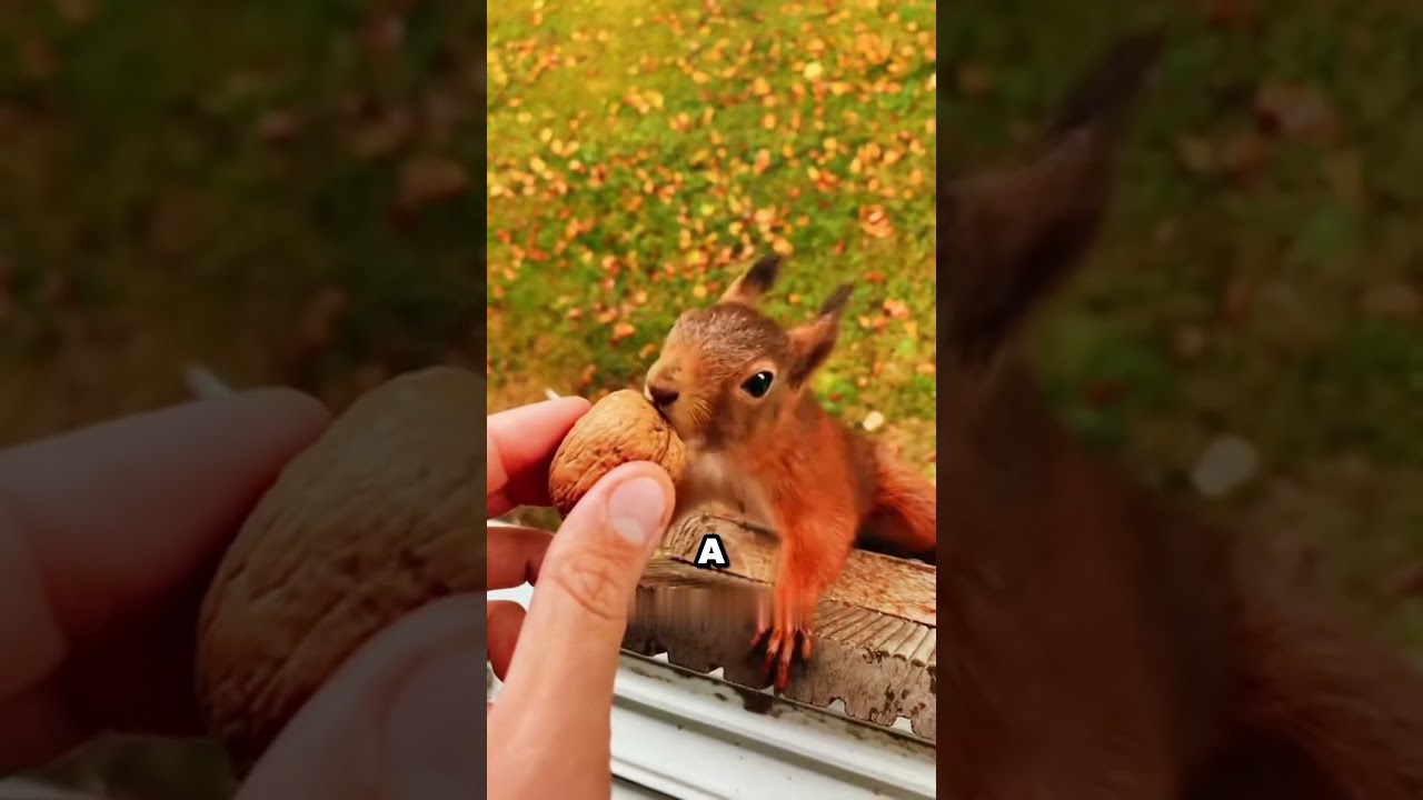 Compassionate woman rescues and befriends lost squirrel ❤️