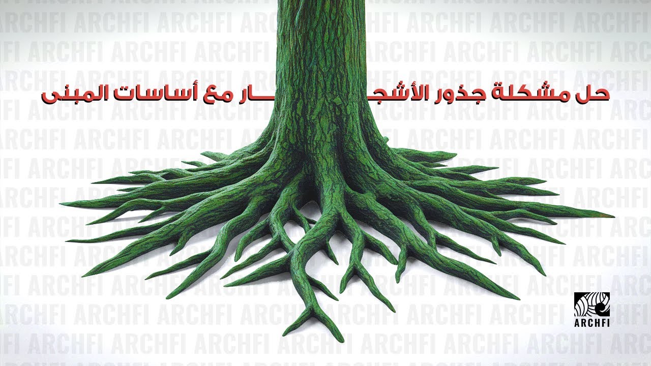 حل مشكلة جذور الأشجار مع أساسات المباني