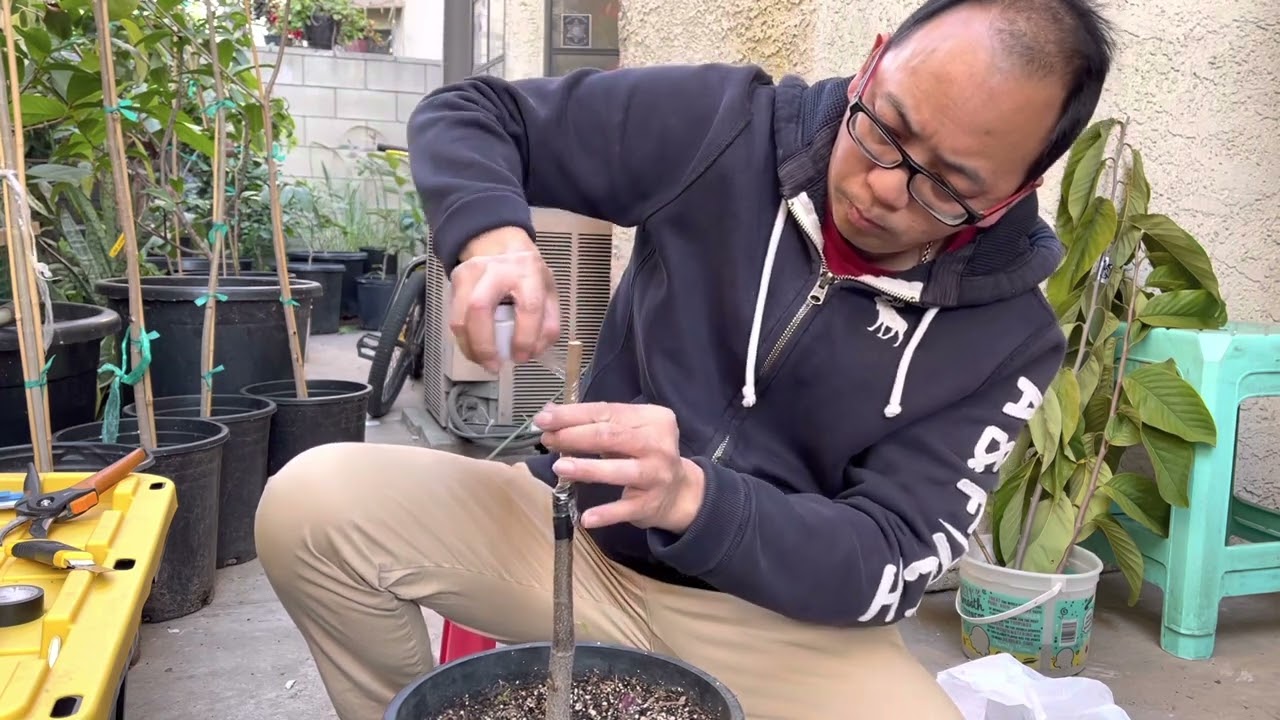 How to graft cherimoya.Ghép mãng cầu SSA& Lisa